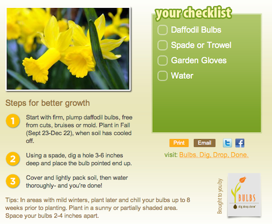 plant daffodil garden how to