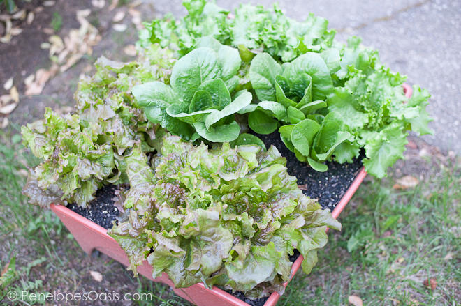 delicious lettuce garden