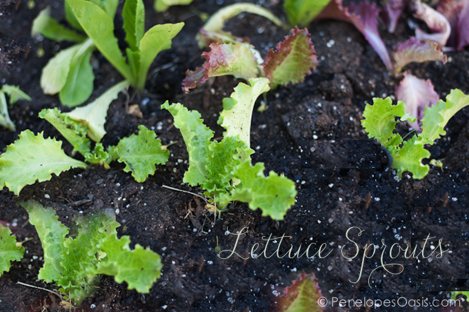 lettuce sprouts in organic garden