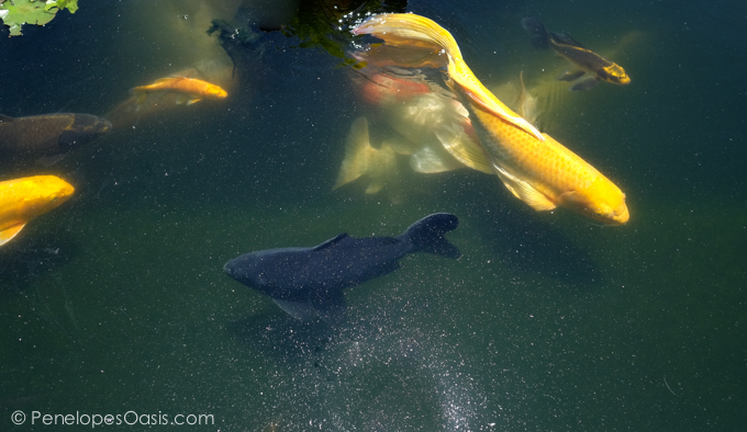 japanese koi pond with tropical fish