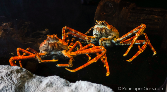 long island aquarium crabs