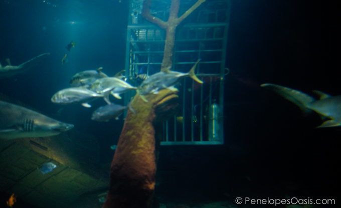 shark encounter long island aquarium-3