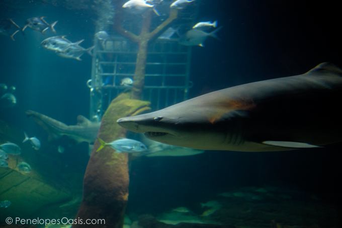 shark encounter long island aquarium