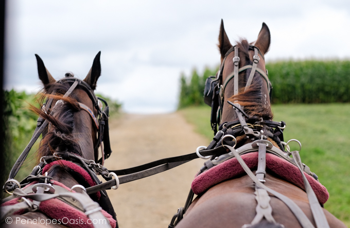 horse buggy ride-2