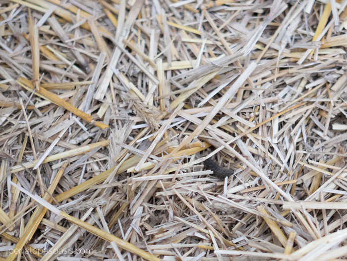 caterpillar