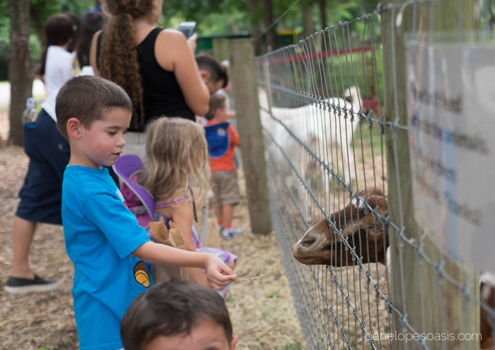 petting zoo-2