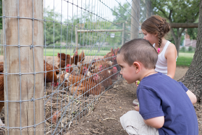 petting zoo-2
