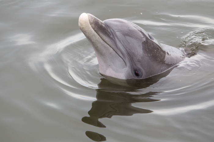 Gulf County Florida Dolphins