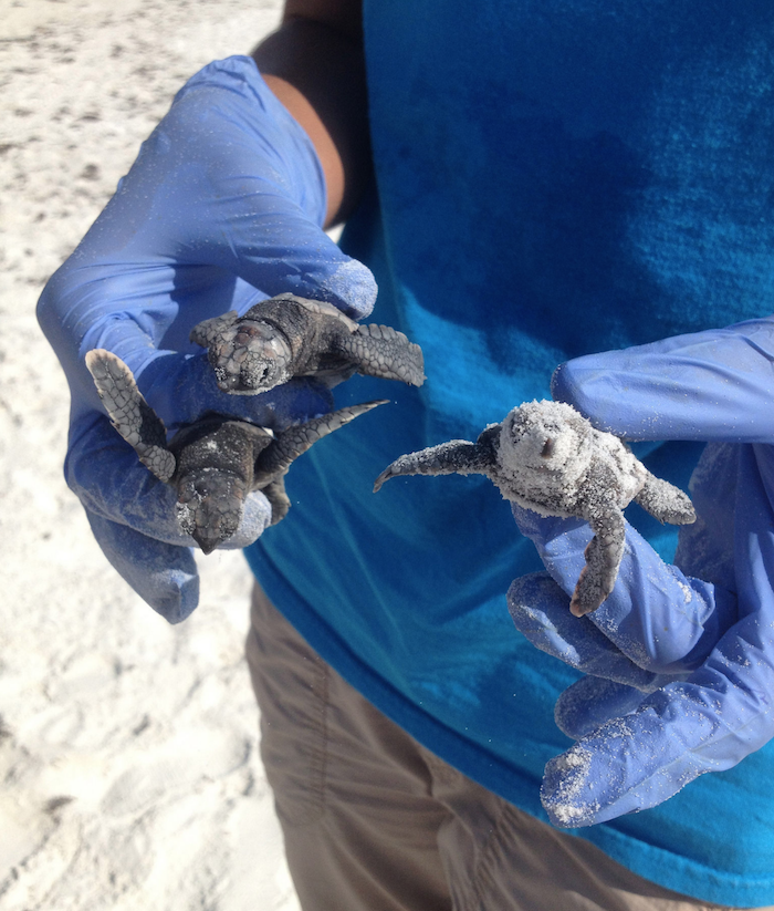 Gulf County Florida Sea Turtles