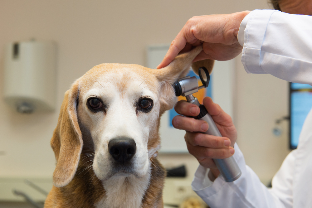 Veterinary Pharmacy Makes Pet Treatments Easier for Owners